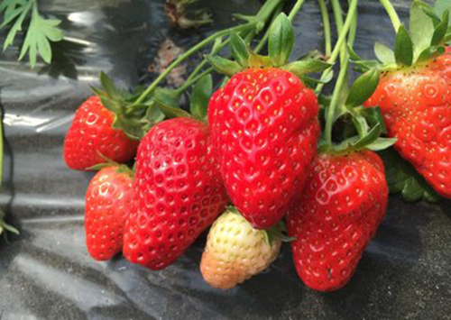 有�C草莓露地栽培（一）