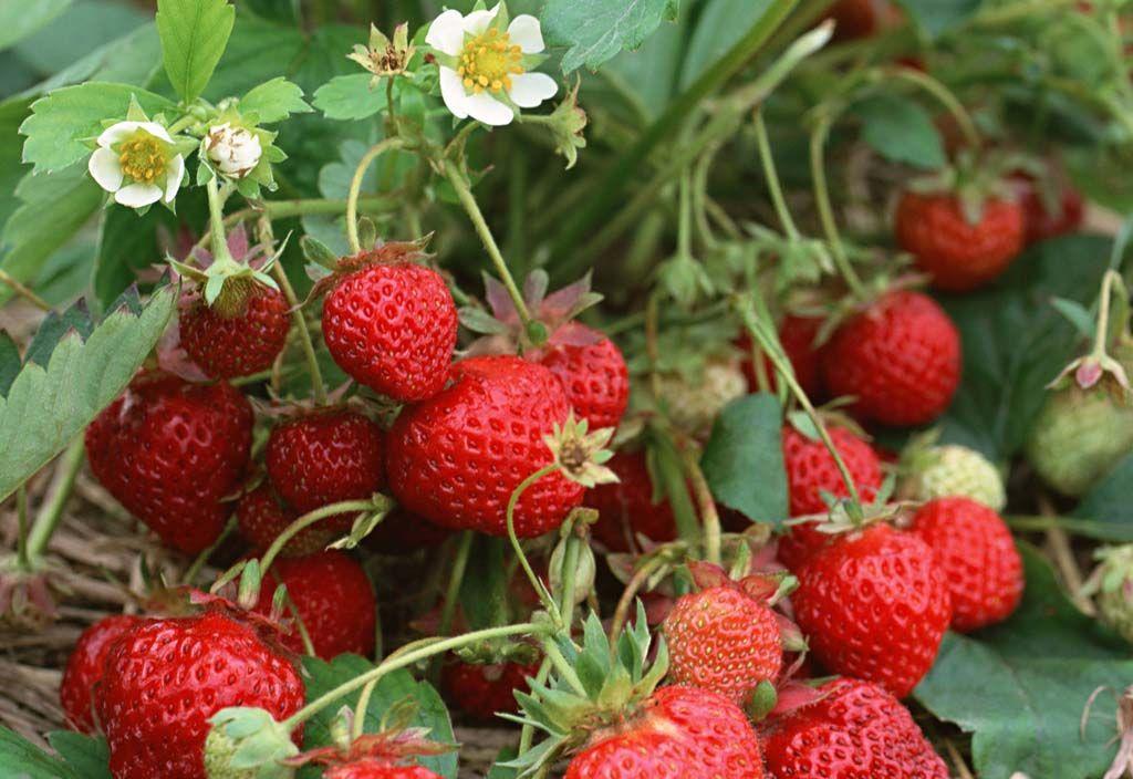 有�C草莓露地栽培（二）